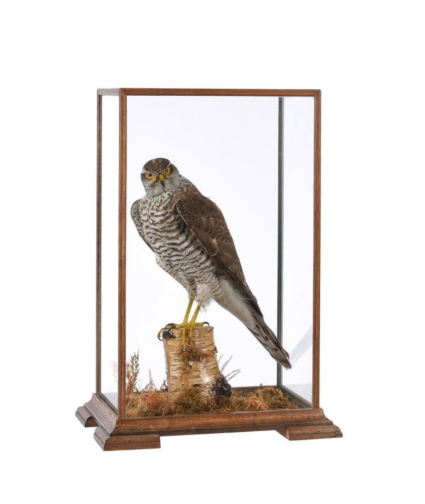 TAXIDERMY: A GROUP OF CASED BRITISH WILDLIFE - Image 8 of 11