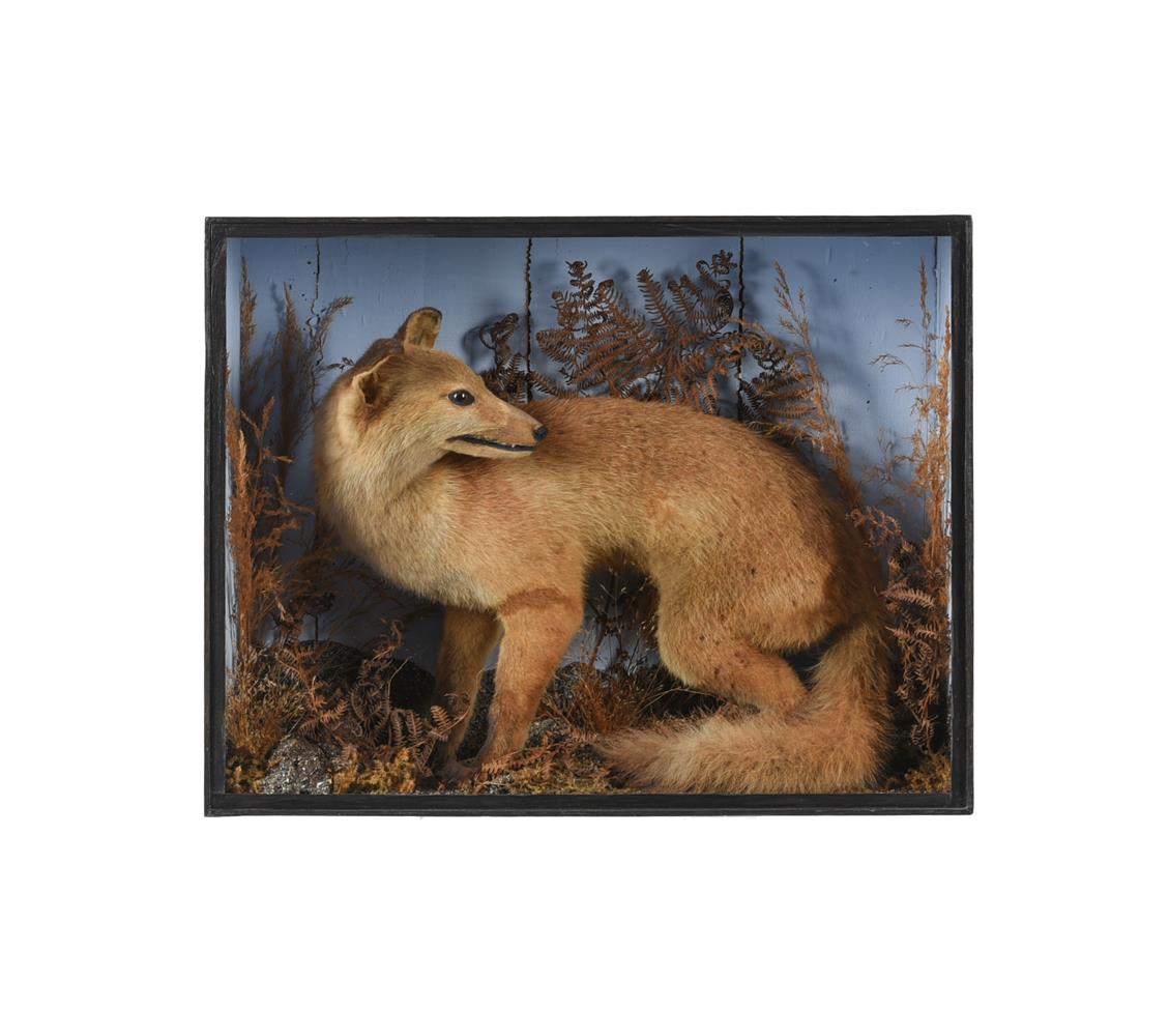 TAXIDERMY: A GROUP OF CASED BRITISH WILDLIFE - Image 10 of 11