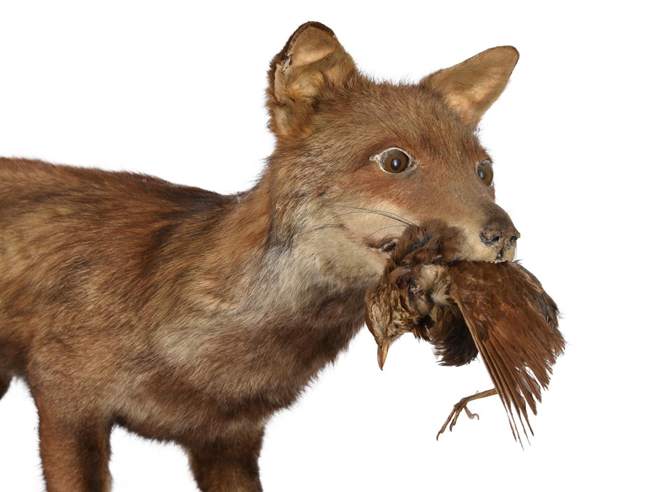 TAXIDERMY: A GROUP OF CASED BRITISH WILDLIFE - Image 3 of 11