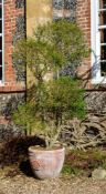 A 'CLOUD PRUNED' PRIVET BUSH (LIGUSTRUM) IN A TERRACOTTA POT, 20TH CENTURY