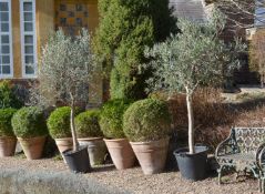 A PAIR OF STANDARD OLIVE TREES