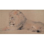 WILLIAM HUGGINS (BRITISH 1824-1910), LION RESTING