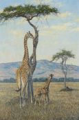 LARRY NORTON (ZIMBABWEAN B. 1963), GIRAFFES ON THE SAVANNA