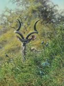 LARRY NORTON (ZIMBABWEAN B. 1963), MORNING GLORY KUDU BULL AND GLOSSY STARLING