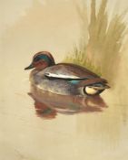 ARCHIBALD THORBURN (BRITISH 1860-1935), A TEAL SWIMMING BY RUSHES