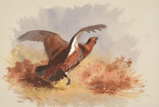 ARCHIBALD THORBURN (BRITISH 1860-1935), A SET OF FOUR GAME BIRDS