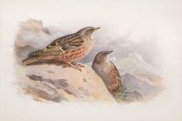 ARCHIBALD THORBURN (BRITISH 1860-1935), ALPINE ACCENTOR