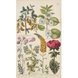 AFTER SIR JOHN HILL (ENGLISH, 1716-1775), A SET OF SEVENTEEN HANDCOLOURED BOTANICAL PRINTS