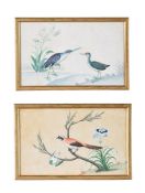 A MATCHED PAIR OF ANGLO-CHINESE WATERCOLOURS OF BIRDS, 19TH CENTURY