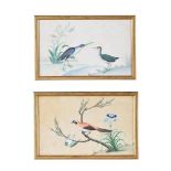 A MATCHED PAIR OF ANGLO-CHINESE WATERCOLOURS OF BIRDS, 19TH CENTURY