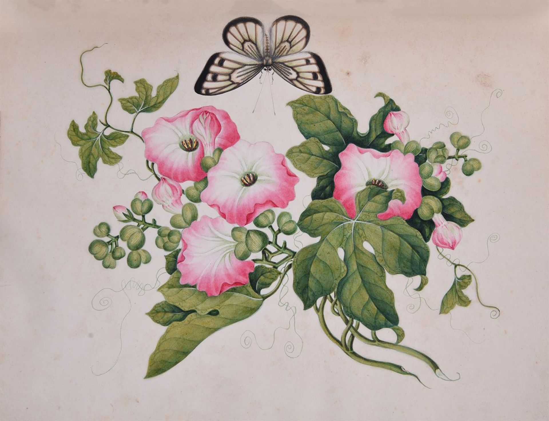 A fine and rare album of 67 china trade watercolours - Image 21 of 26