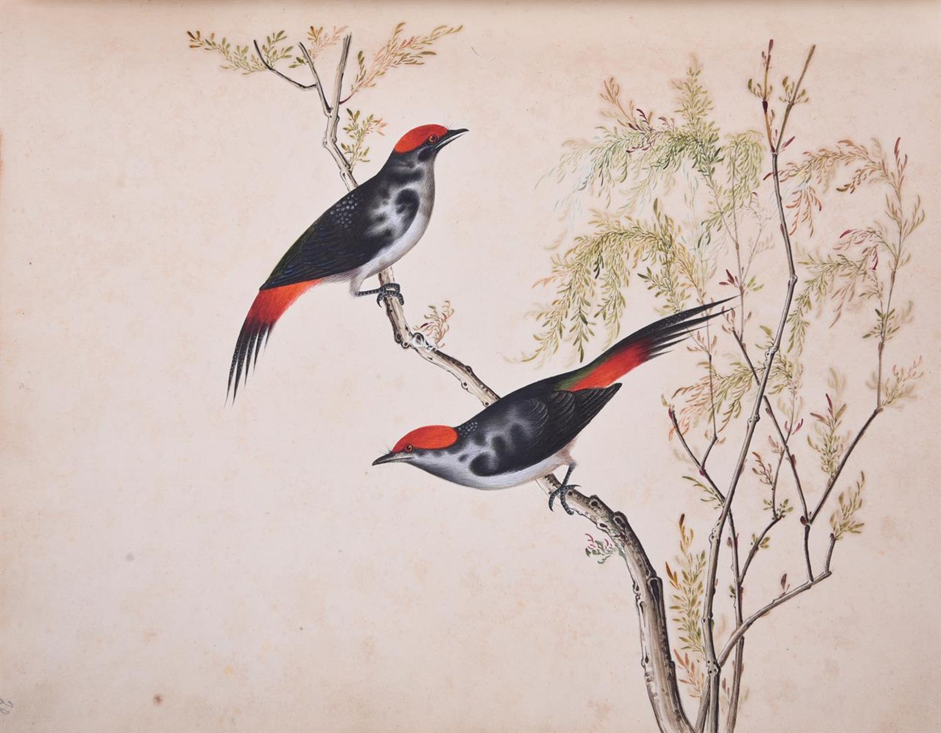 A fine and rare album of 67 china trade watercolours - Image 23 of 26