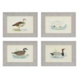 A SET OF TWELVE DECORATIVE PRINTS OF WATER BIRDS