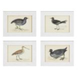 A SET OF TWELVE DECORATIVE PRINTS OF WATER BIRDS