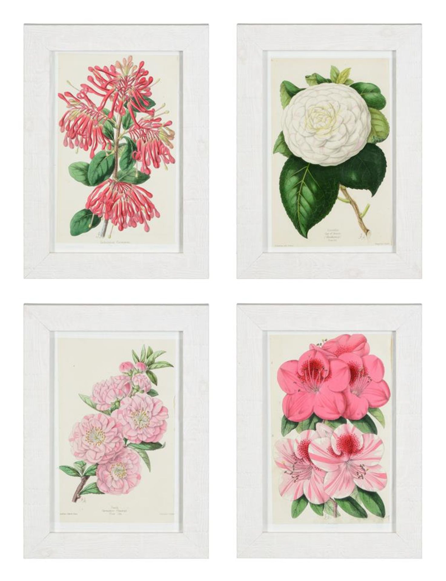 A SET OF 12 HAND COLOURED BOTANICAL PRINTS BY JAMES ANDREWS