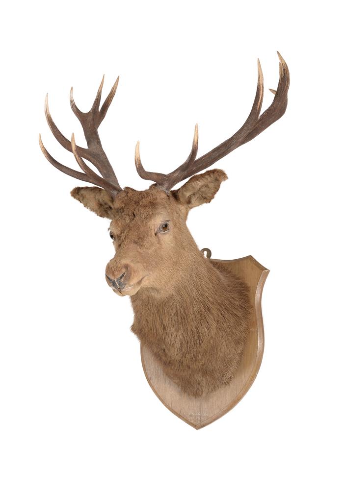 A PRESERVED RED DEER 'ROYAL' STAG HEAD MOUNT