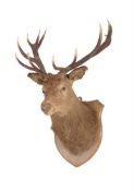 A PRESERVED RED DEER 'ROYAL' STAG HEAD MOUNT