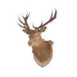 A PRESERVED RED DEER 'ROYAL' STAG HEAD MOUNT