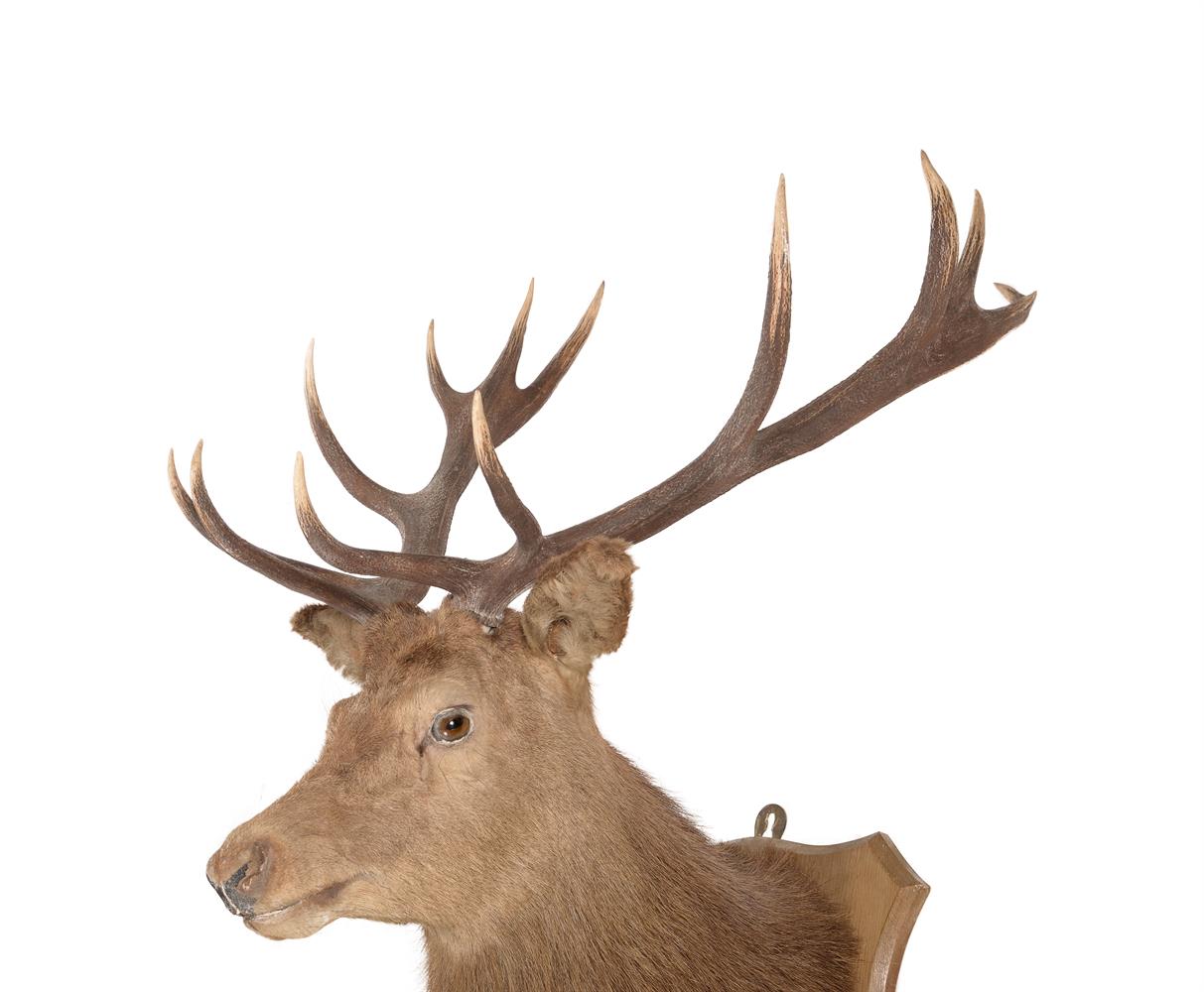 A PRESERVED RED DEER 'ROYAL' STAG HEAD MOUNT - Image 2 of 2