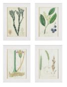 A SET OF 12 BOTANICAL HAND COLOURED PRINTS AFTER WEDDELL