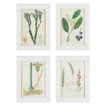 A SET OF 12 BOTANICAL HAND COLOURED PRINTS AFTER WEDDELL