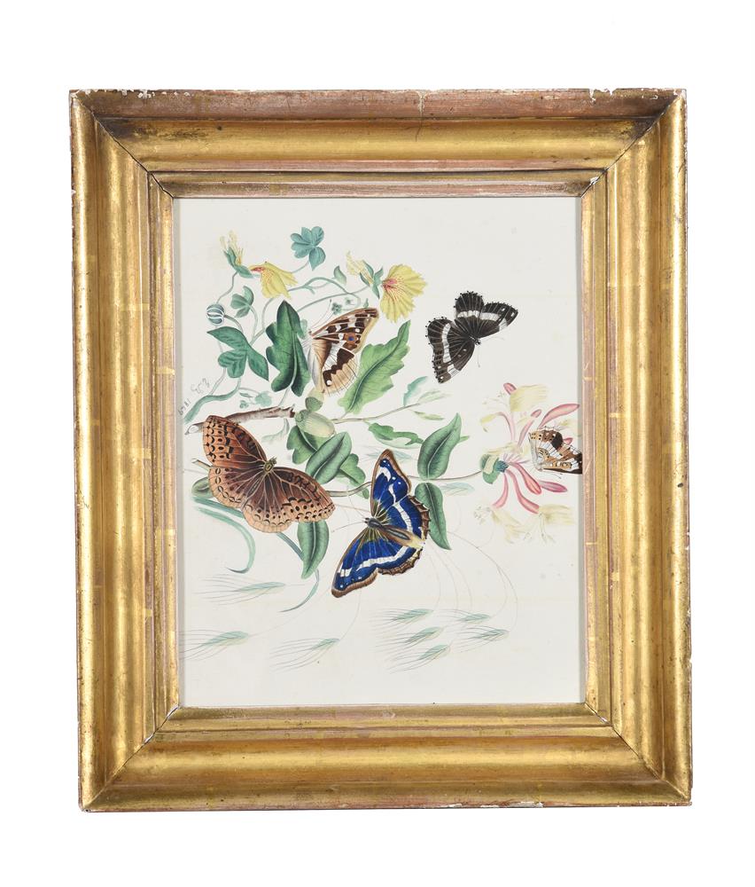 ENGLISH SCHOOL (EARLY 19TH CENTURY), THREE STUDIES OF INSECTS AND FLOWERS (3) - Image 3 of 3