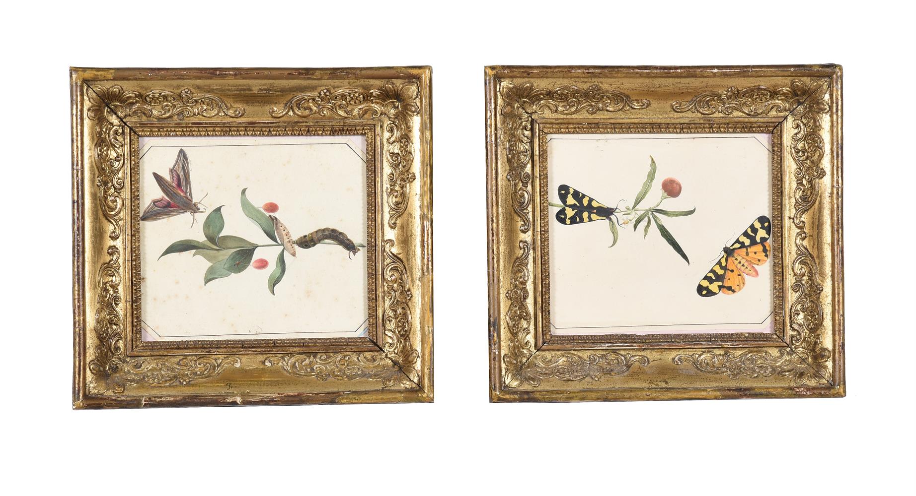 ENGLISH SCHOOL (EARLY 19TH CENTURY), THREE STUDIES OF INSECTS AND FLOWERS (3) - Image 2 of 3