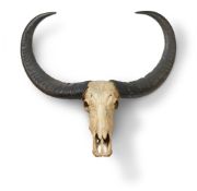 A PAIR OF PRESERVED SKULL MOUNTED BUFFALO HORNS