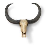 A PAIR OF PRESERVED SKULL MOUNTED BUFFALO HORNS