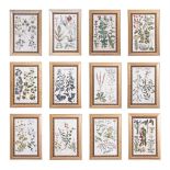 AFTER SIR JOHN HILL, A SET OF TWELVE BOTANICAL PRINTS