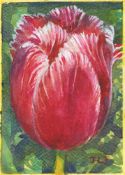 Jan Lee Johnson, Parrot Tulip, 2022