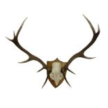 Taxidermy: Pair of eleven point antlers with skull mounted on oak shield