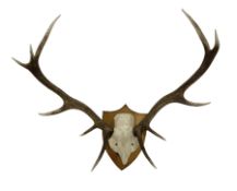 Taxidermy: Pair of eleven point antlers with skull mounted on oak shield