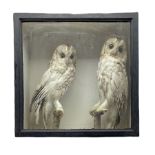 Taxidermy: Victorian cased pair of Tawny Owls both perched on a branch