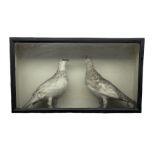 Taxidermy: Victorian cased pair of Grouse in ebonised glazed display case