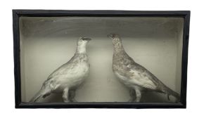 Taxidermy: Victorian cased pair of Grouse in ebonised glazed display case