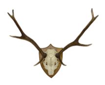 Taxidermy: Pair of eight point antlers with skull mounted on oak shield