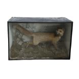 Taxidermy: Victorian cased study of a Red Fox