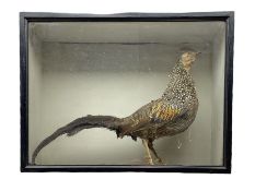 Taxidermy: Victorian cased study of a Jungle Fowl in ebonised glazed display case