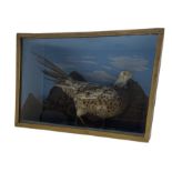 Taxidermy: Cased study of a Female Pheasant set against a painted mountainous scene back drop