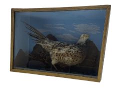 Taxidermy: Cased study of a Female Pheasant set against a painted mountainous scene back drop