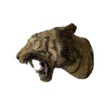 Taxidermy: late 19th century Tiger head mount