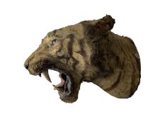 Taxidermy: late 19th century Tiger head mount