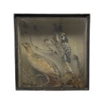 Taxidermy: Victorian cased study of a Greater Spotted Woodpecker and Corncrake
