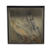 Taxidermy: Victorian cased study of a Greater Spotted Woodpecker and Corncrake