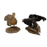 Taxidermy: Female Capercaillie Black Grouse