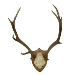 Taxidermy: Pair of ten point antlers with skull mounted on oak shield