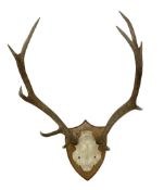 Taxidermy: Pair of ten point antlers with skull mounted on oak shield