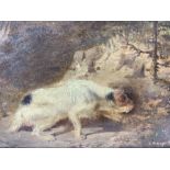 Circle of George Armfield (British 1808-1893): White Terrier Hunting