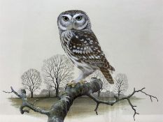 Peter Hayman (British 1930-): Little Owl on Branch